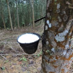 心地良い座りを、LATEX(ラテックス)についてご紹介します。