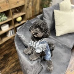 【愛犬と家具】愛犬をお家にお迎えするために